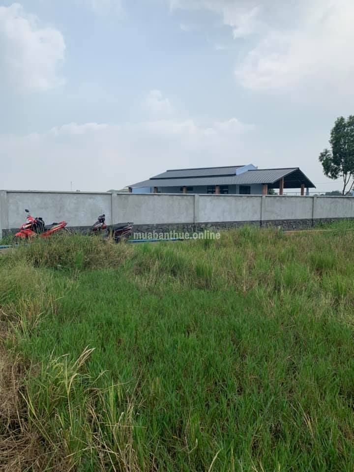 Ông A kẹt Tiền gửi bán gấp 360m2 Đất Lúa khá đẹp thuộc ấp Thuận Bắc xã Thuận Thành Cần Giuộc Long An đặc biệt khu vực quy hoạch Đất ở cho chuyển Thổ cư...