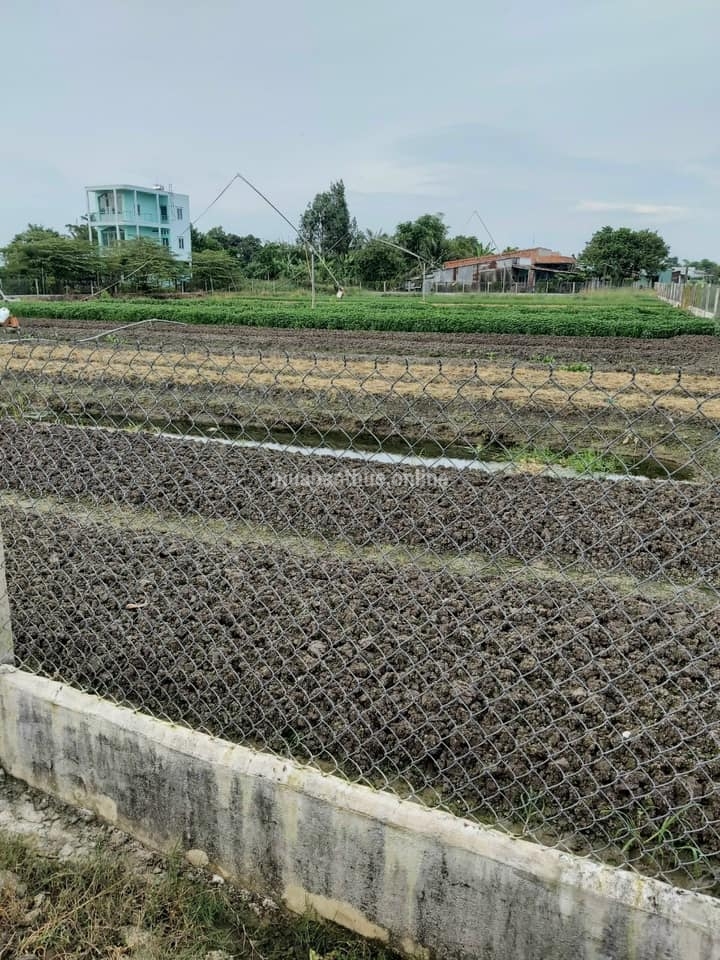 Đất 3 mặt tiền, đã lên nền cao ráo, đang trồng hoa màu. Đã xây hàng rào B40 xung quanh.