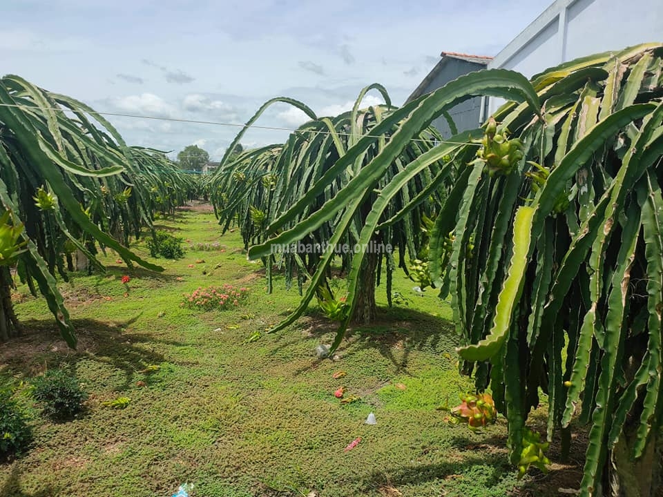 ĐẤT THANH PHÚ LONG---- 1 LÔ DUY NHẤT