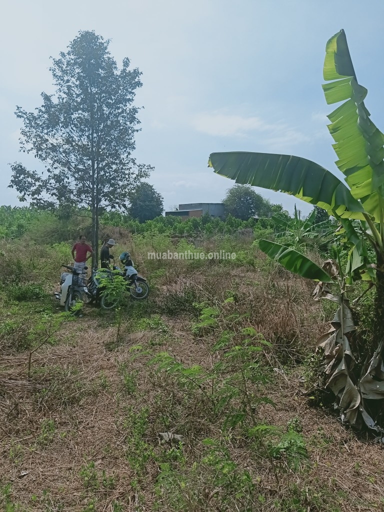 Còn 1 Sào Duy Nhất Xã Cây Gáo, H Trảng Bom