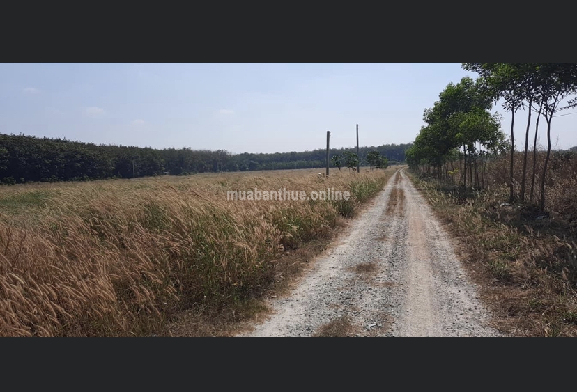 Bán Lô Đất xã Long Nguyên - H.Bàu Bàng