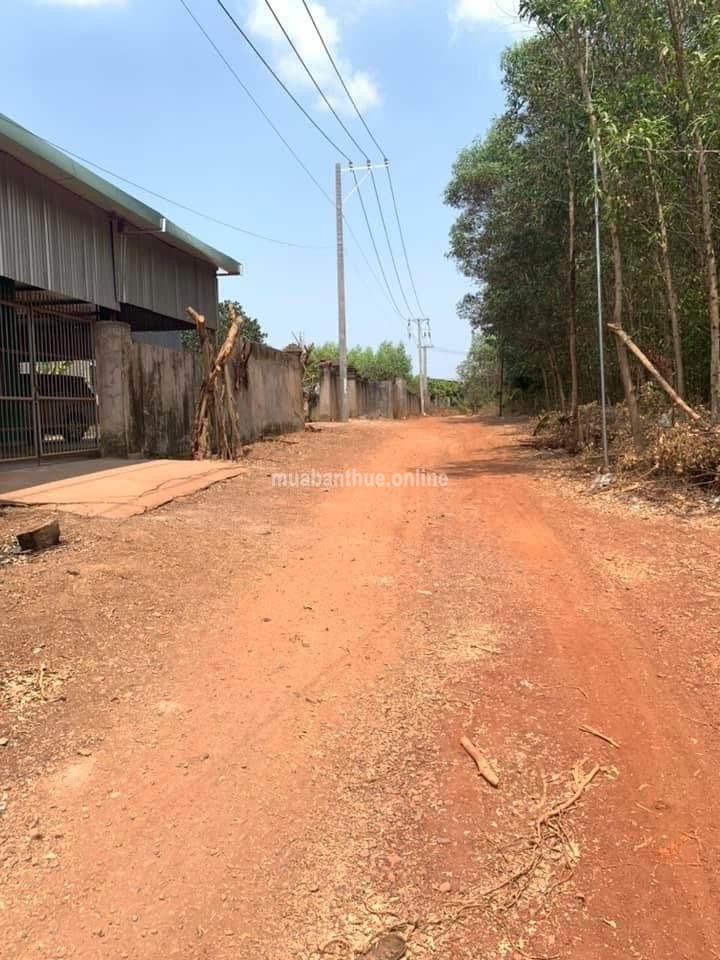 Bán Trang Trại Đang Nuôi Heo H. Vĩnh Cửu ĐN