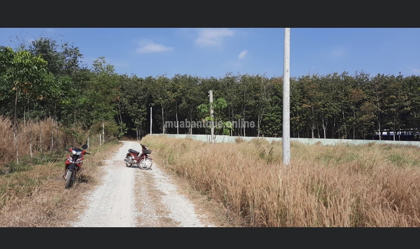 Bán Lô Đất xã Long Nguyên - H.Bàu Bàng