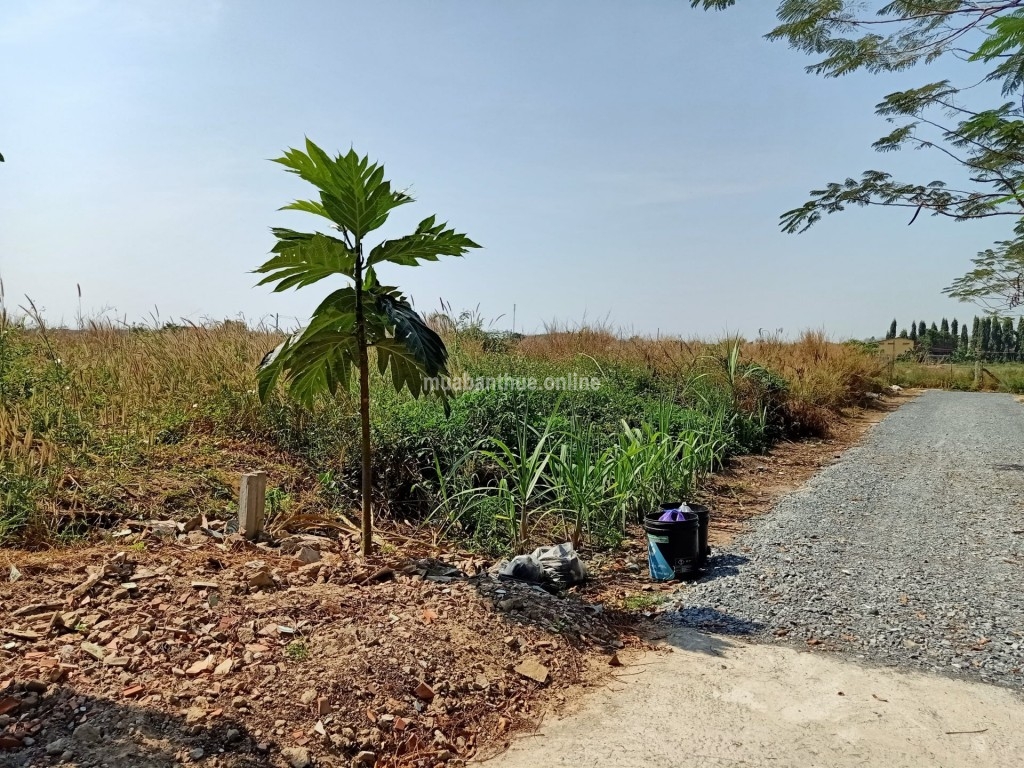 CHÍNH CHỦ GỬI