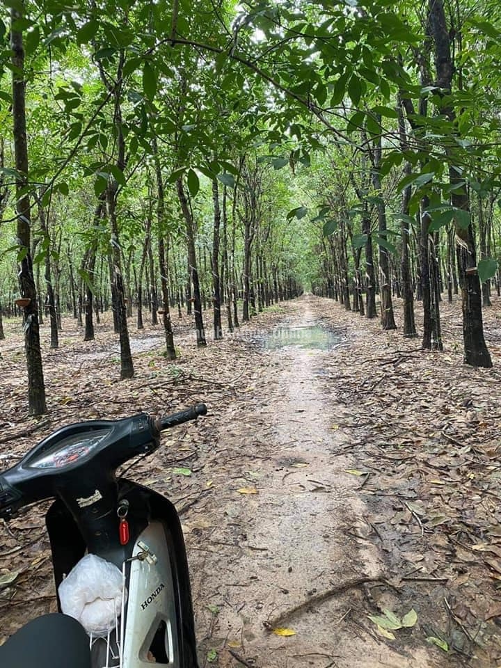 Bán 12 héc cao su -dạng siêu phẫm